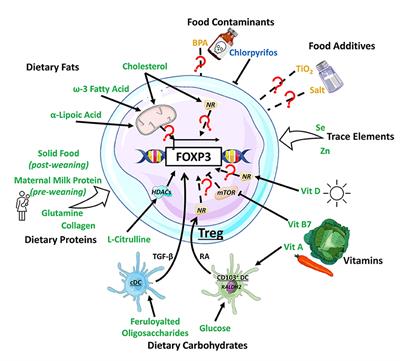 Your Regulatory T Cells Are What You Eat: How Diet and Gut Microbiota Affect Regulatory T Cell Development